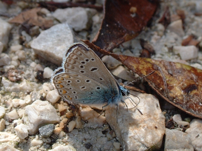 Polyommatus icarus